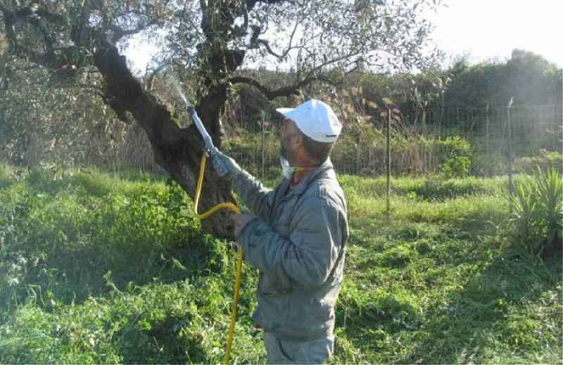 Δολωματικοί ψεκασμοί σε περιοχές των δήμων Αρχανών Αστερουσίων, Γόρτυνας και Μινώα Πεδιάδας