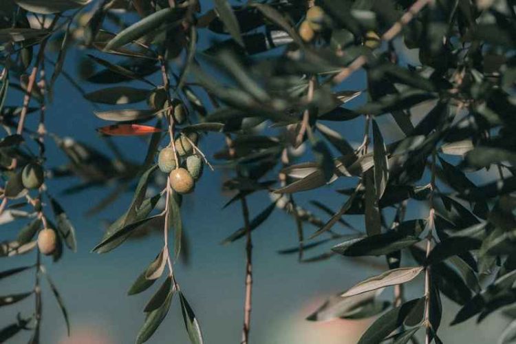 Ψεκασμοί δακοκτονίας σε περιοχές των Δήμων Βιάννου, Γόρτυνας, Φαιστού και Ηρακλείου