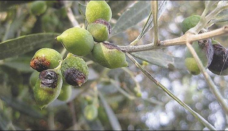 Καταγραφή απόψεων σχετικά με την αντιμετώπιση του δάκου της ελιάς στις ΠΕ Κρήτης