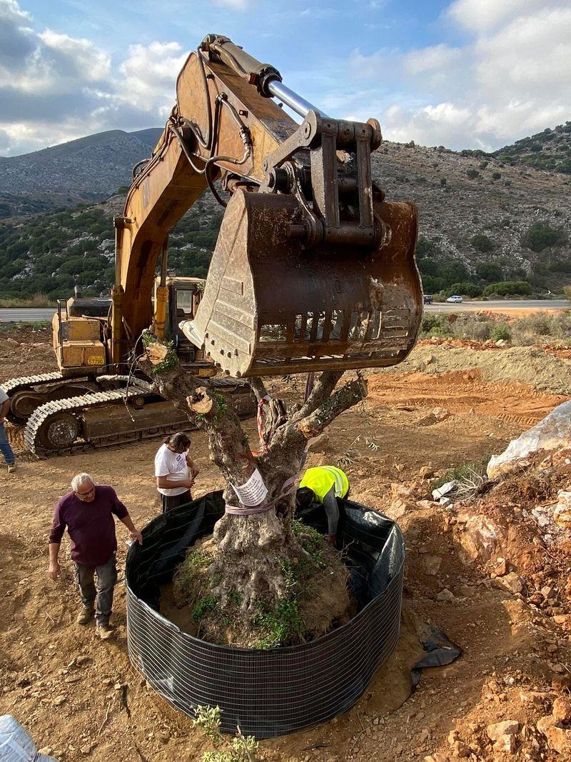 Διέσωσαν και μεταφύτευσαν ιστορικά ελαιόδεντρα από το νέο αεροδρόμιο στο Καστέλι (pics)