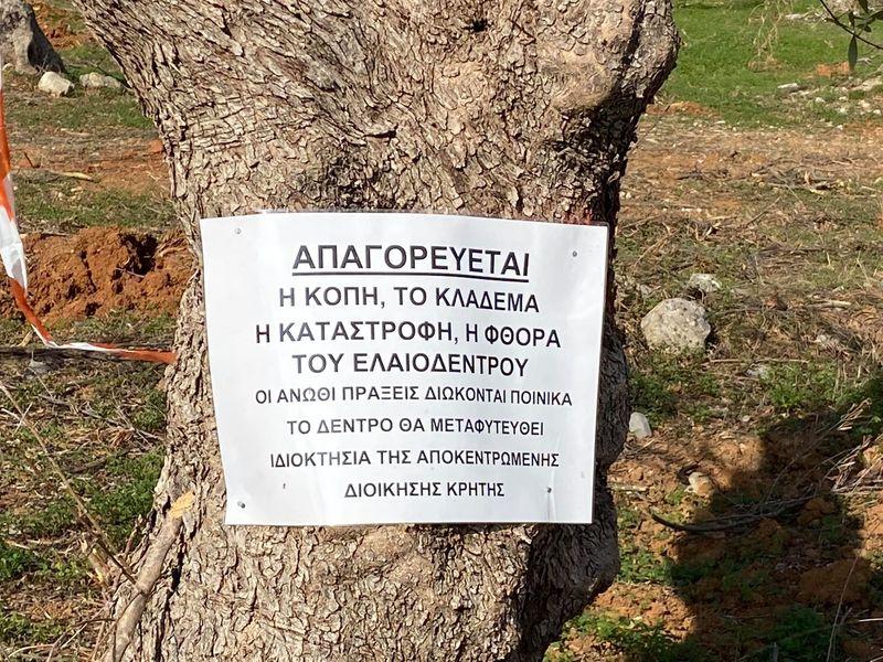 Διέσωσαν και μεταφύτευσαν ιστορικά ελαιόδεντρα από το νέο αεροδρόμιο στο Καστέλι (pics)