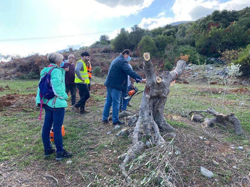 Διέσωσαν και μεταφύτευσαν ιστορικά ελαιόδεντρα από το νέο αεροδρόμιο στο Καστέλι (pics)