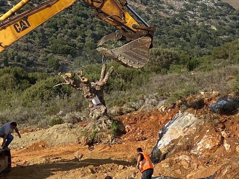 Διέσωσαν και μεταφύτευσαν ιστορικά ελαιόδεντρα από το νέο αεροδρόμιο στο Καστέλι (pics)