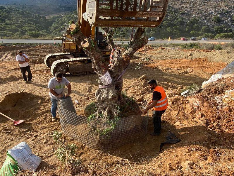 Διέσωσαν και μεταφύτευσαν ιστορικά ελαιόδεντρα από το νέο αεροδρόμιο στο Καστέλι (pics)