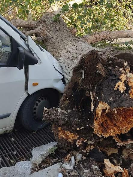 Κρήτη: Κατέρρευσε πλάτανος από τους δυνατούς ανέμους