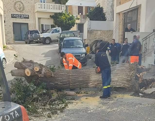Κρήτη: Κατέρρευσε πλάτανος από τους δυνατούς ανέμους