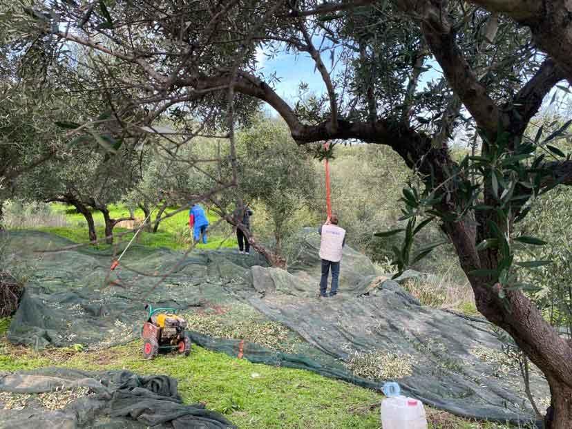 Υπογραφή σύμβασης Δήμου Ηρακλείου με ΚΕΘΕΑ για την αξιοποίηση των ελαιοδέντρων