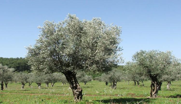 Προγραμματική σύμβαση για την παραγωγή ποικιλιών ελιάς στη Κρήτη