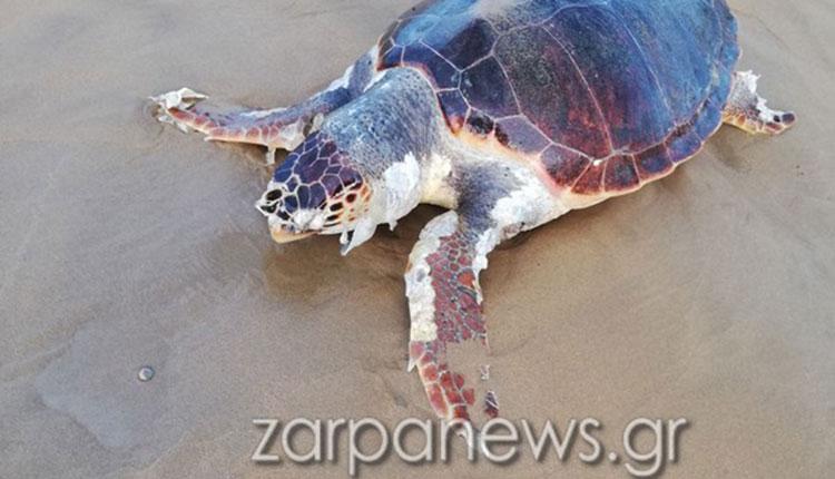 Νεκρή χελώνα εντοπίστηκε σε παραλία στην Κρήτη