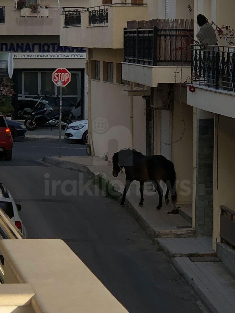 Ένα άλογο στους δρόμους του Ηρακλείου (pics)