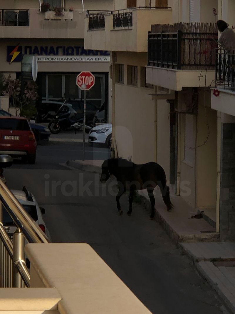 Ένα άλογο στους δρόμους του Ηρακλείου (pics)