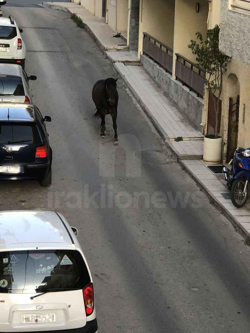 Ένα άλογο στους δρόμους του Ηρακλείου (pics)