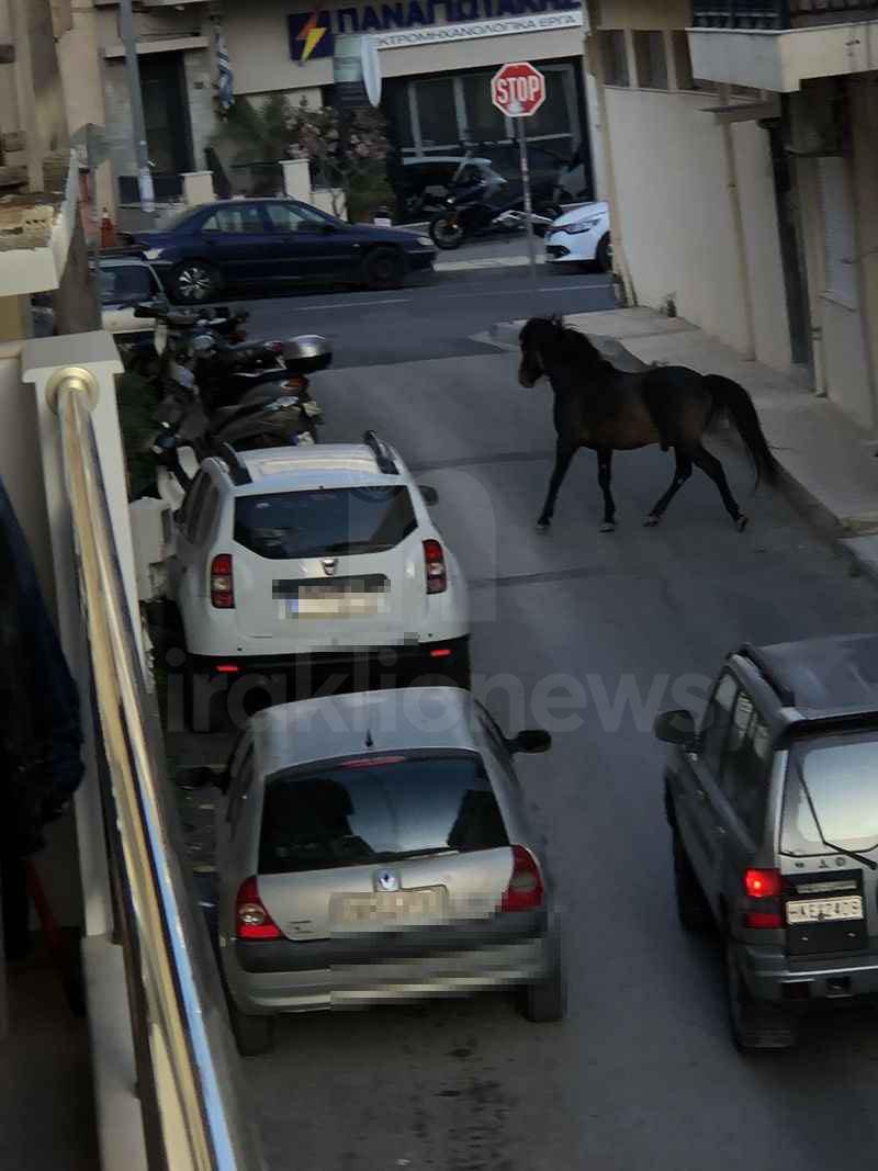 Ένα άλογο στους δρόμους του Ηρακλείου (pics)