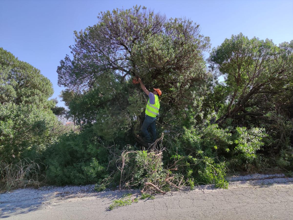 Εκτεταμένες αποψιλώσεις στην οδό Κωνσταντινουπόλεως (pics)