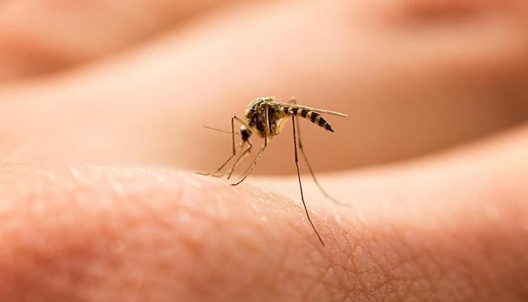 Πρόγραμμα εργασιών καταπολέμησης κουνουπιών από 14/8-20/8 (εικόνες)