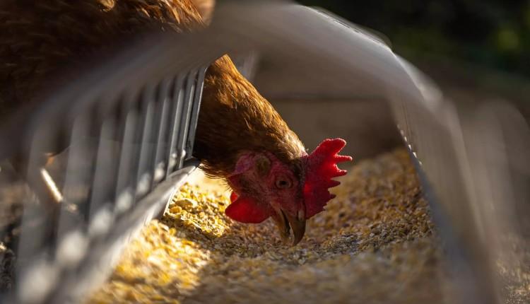 Η γρίπη των πτηνών μπορεί να προκαλέσει την επόμενη πανδημία λέει ο Γκίκας Μαγιορκίνης