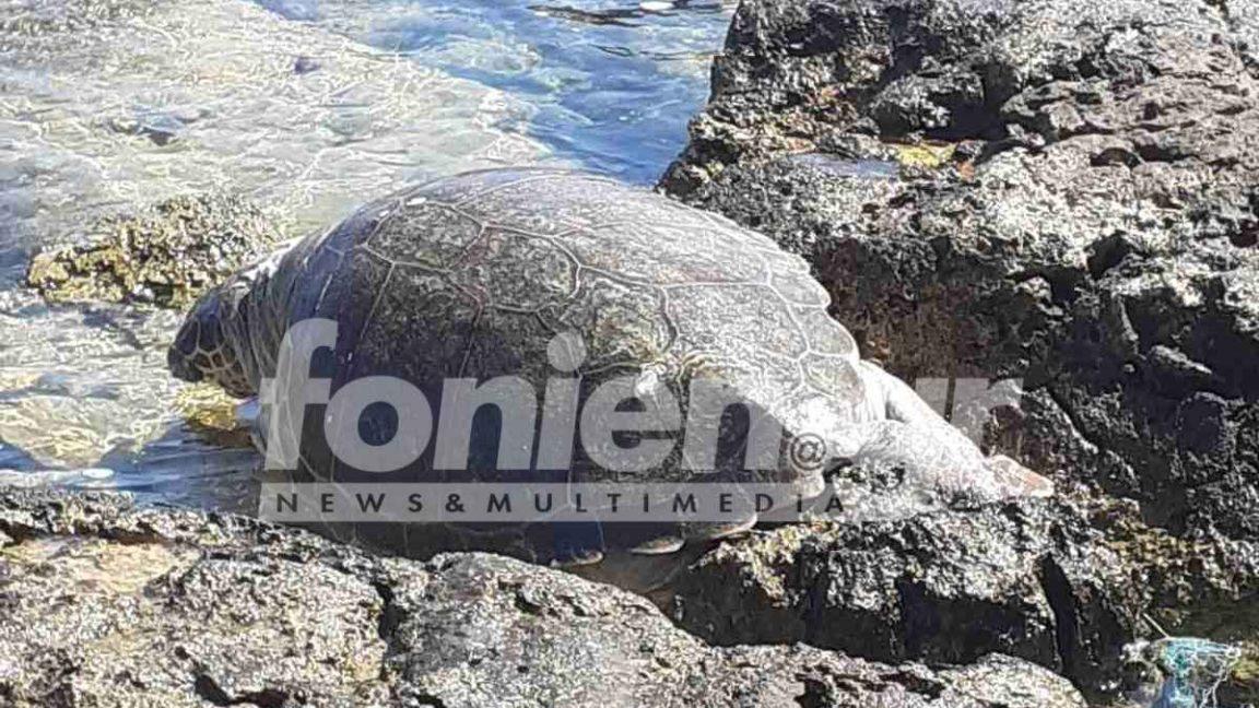Μαχαιρωμένη caretta caretta στο Σίσι
