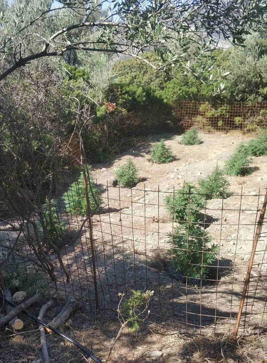 Κρήτη: Είχε κάνει το χασίς... επάγγελμα! (pics)