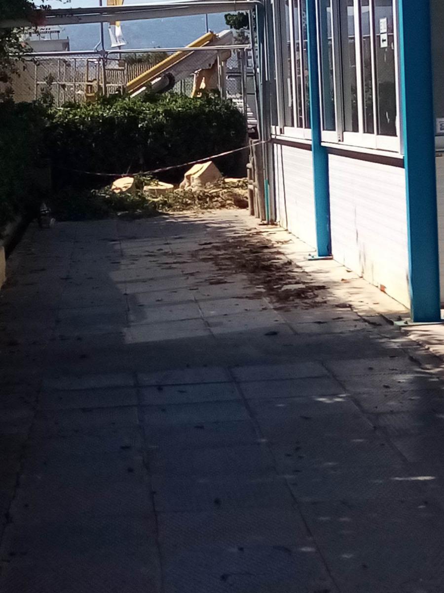 "Έφυγαν" τα επικινδυνά δέντρα από το Λίντο (pics) 4 "Έφυγαν" τα επικινδυνά δέντρα από το Λίντο (pics)