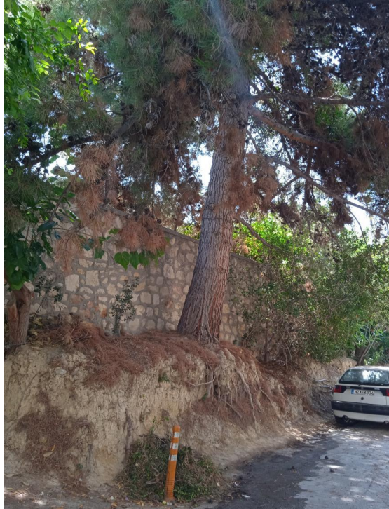 Νέες αποφάσεις για εκρίζωση δέντρων από το Δήμο Ηρακλείου - Οι λόγοι που κρίθηκαν επικίνδυνα