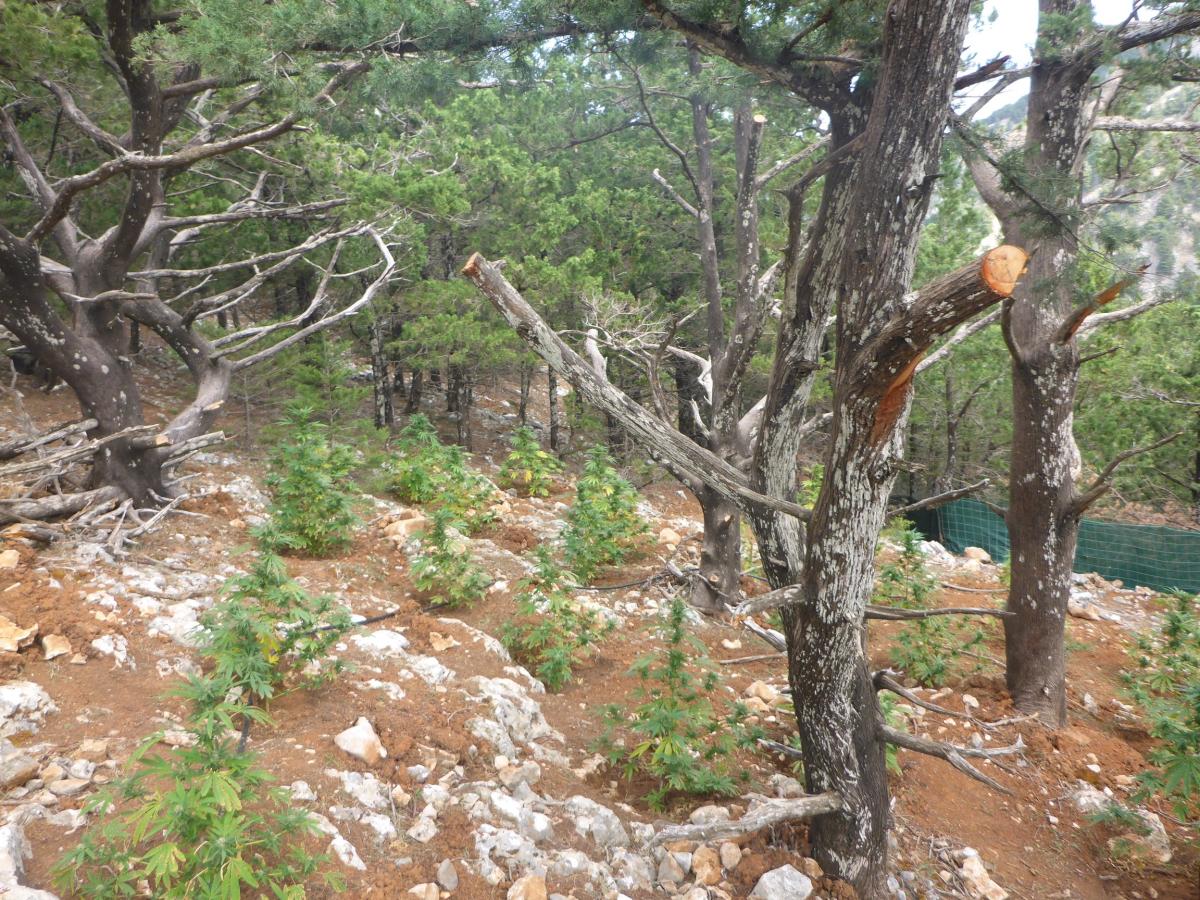 Σε εξέλιξη η μάχη ... του χασίς στην Κρήτη - Χιλιάδες τα χασισόδεντρα που βρήκε η ΕΛΑΣ