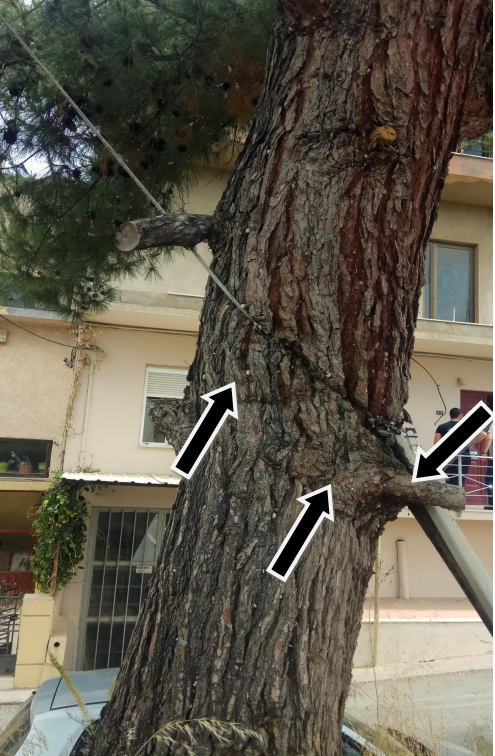Νέες αποφάσεις για εκρίζωση δέντρων από το Δήμο Ηρακλείου - Οι λόγοι που κρίθηκαν επικίνδυνα