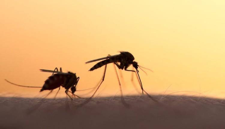 Προειδοποιήσεις ECDC: Αυξάνεται ο κίνδυνος μετάδοσης ασθενειών από τα κουνούπια
