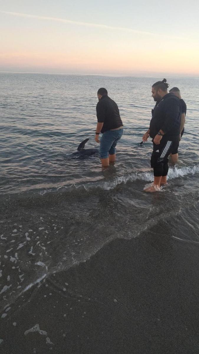 Ρέθυμνο: Μια μικρή φάλαινα εμφανίστηκε στην παραλία