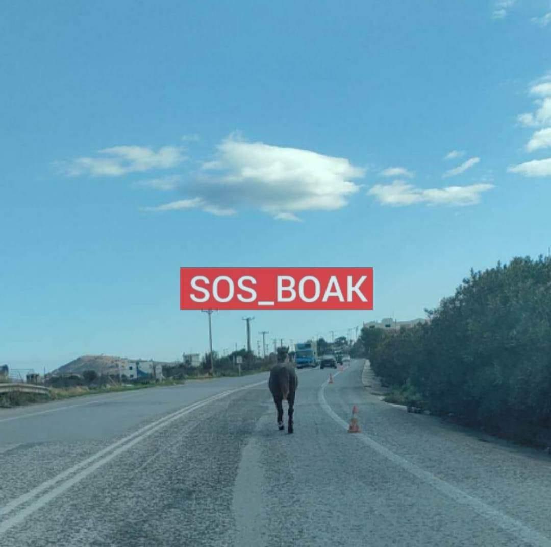 ΒΟΑΚ: Άλογο ανενόχλητο "κόβει" βόλτες στον δρόμο - Δεν πιστεύουν στα μάτια τους οι οδηγοί (pic) 3 ΒΟΑΚ: Άλογο ανενόχλητο "κόβει" βόλτες στον δρόμο - Δεν πιστεύουν στα μάτια τους οι οδηγοί (pic)