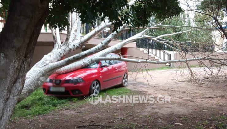 Ηράκλειο: Δέντρο ξεριζώθηκε και έπεσε πάνω σε αυτοκίνητο στο ΠΑΓΝΗ (pic)