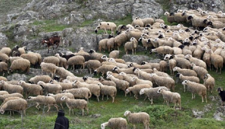 Ηράκλειο: Τους «τσάκωσαν» με τα κλεμμένα πρόβατα στον δρόμο!