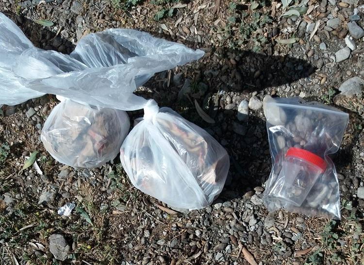 Ηράκλειο: Νέα απίστευτη κτηνωδία – Νεκρά σκυλιά και μια γάτα