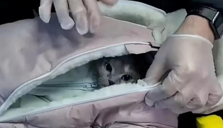 Επιβάτιδα μεταμφίεσε τη γάτα της σε μωρό για να περάσει ναρκωτικά- Απίστευτο βίντεο