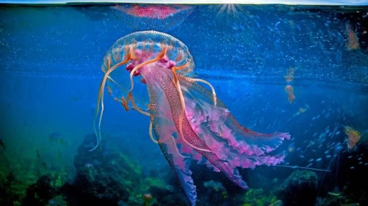 Μωβ μέδουσες: Σε ποιες παραλίες έχουν κάνει ήδη την εμφάνισή τους