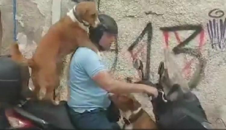 Κρήτη: 47χρονος ανέβηκε τρικάβαλο με τα δυο σκυλιά στο μηχανάκι - «Να χαίρεστε την Δημοκρατία σας» (vid)