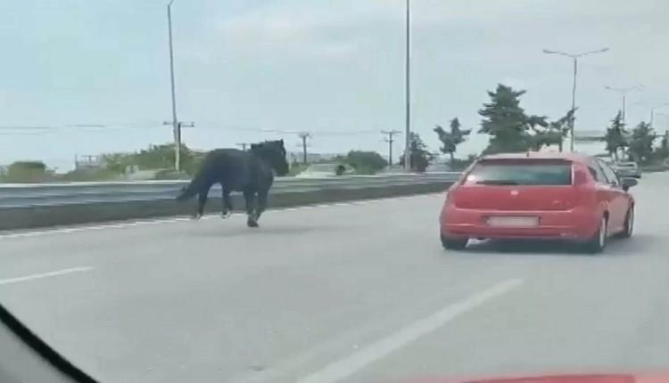 Άλογα βγήκαν σε αυτοκινητόδρομο και προκάλεσαν κυκλοφοριακό χάος - Δείτε βίντεο