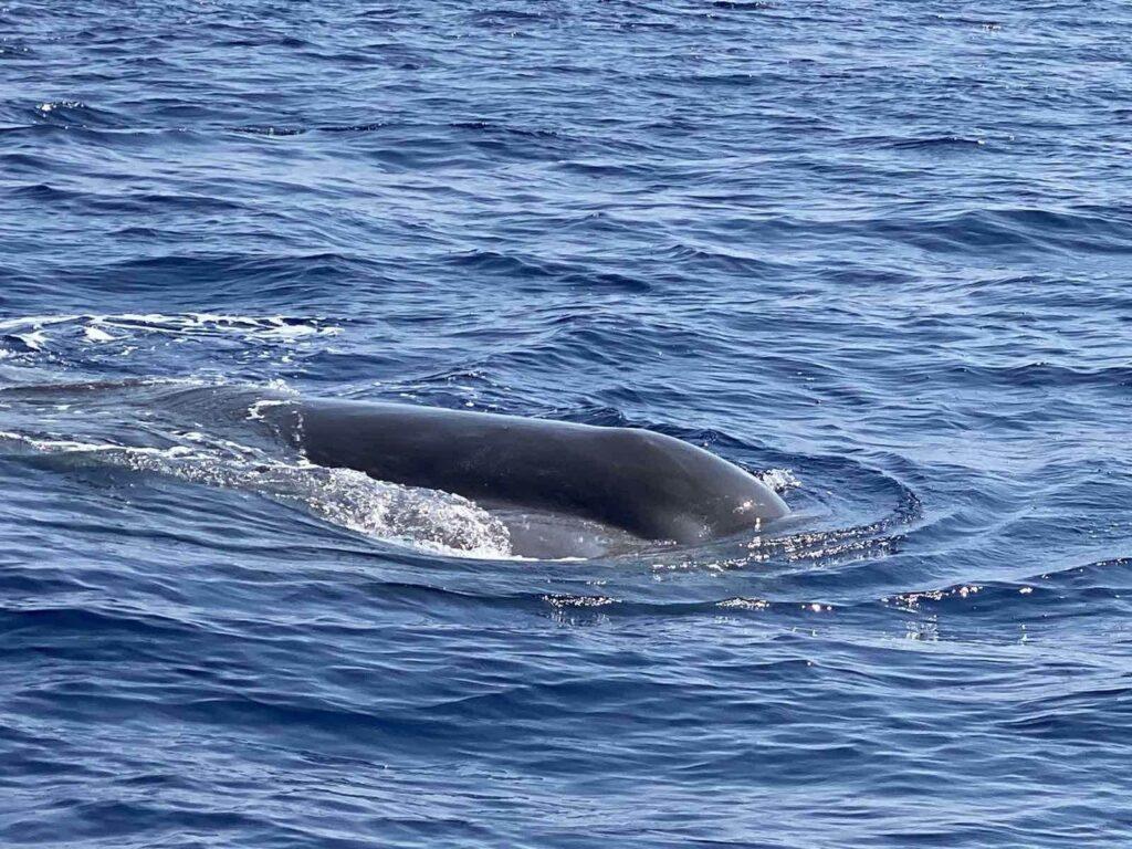 Κρήτη: Φάλαινα έκανε την εμφάνιση της δυτικά του νησιού - Τουρίστες έμειναν άναυδοι (pics)