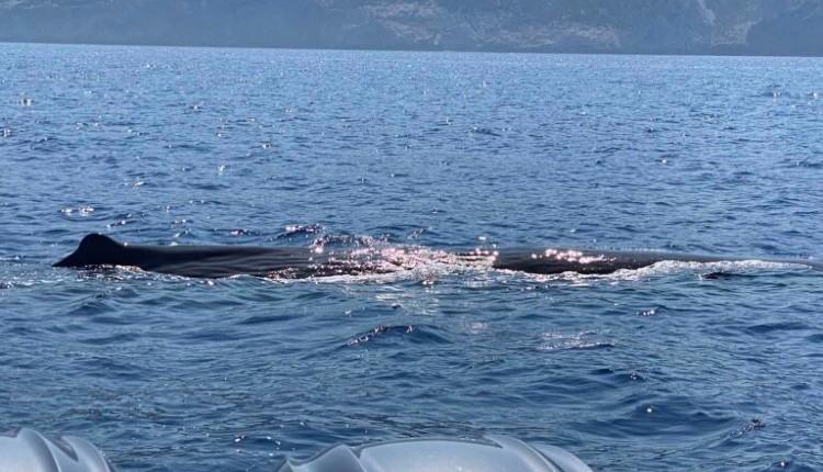 Κρήτη: Φάλαινα έκανε την εμφάνιση της δυτικά του νησιού - Τουρίστες έμειναν άναυδοι (pics)
