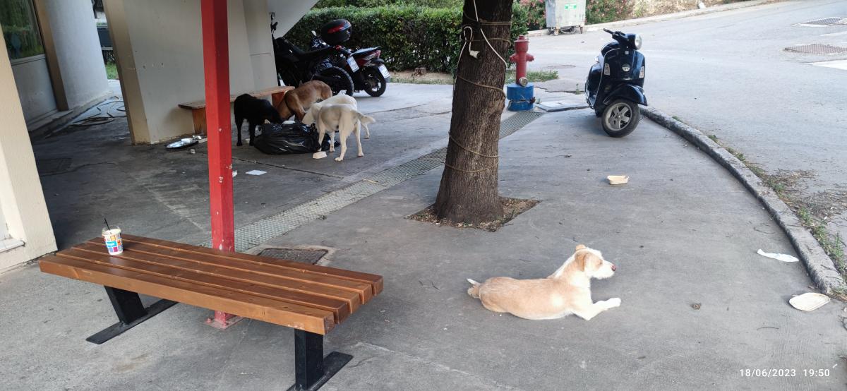 Από Πανεπιστημιακό νοσοκομείο, σε χωματερή για... αδέσποτα (pics) 3 Από Πανεπιστημιακό νοσοκομείο, σε χωματερή για... αδέσποτα (pics)