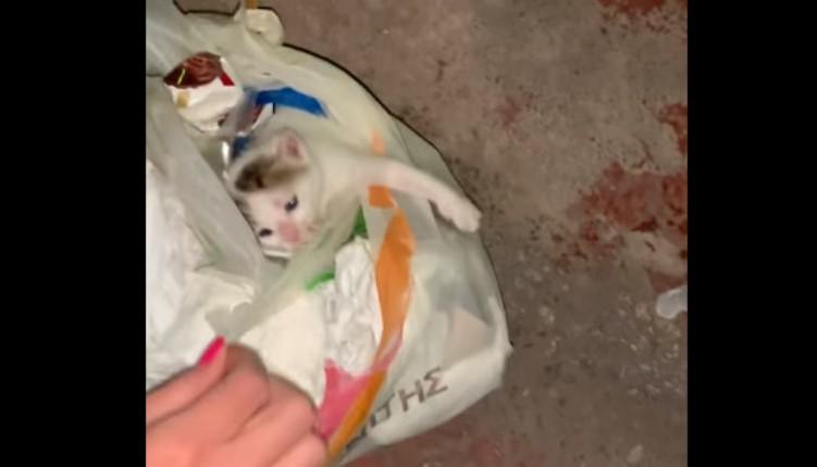 Έβαλαν γατάκι σε σακούλα και το πέταξαν στα σκουπίδια (vid)