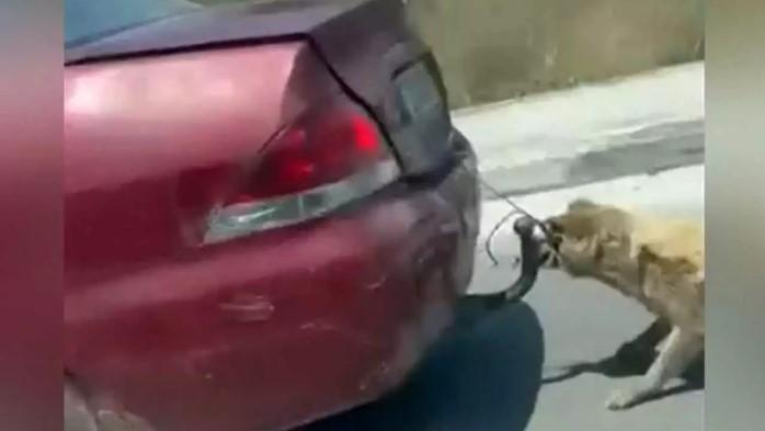 Πρόστιμο 30.000 ευρώ στον οδηγό που έσερνε σκύλο δεμένο στον κοτσαδόρο αυτοκίνητου - Σκληρές εικόνες