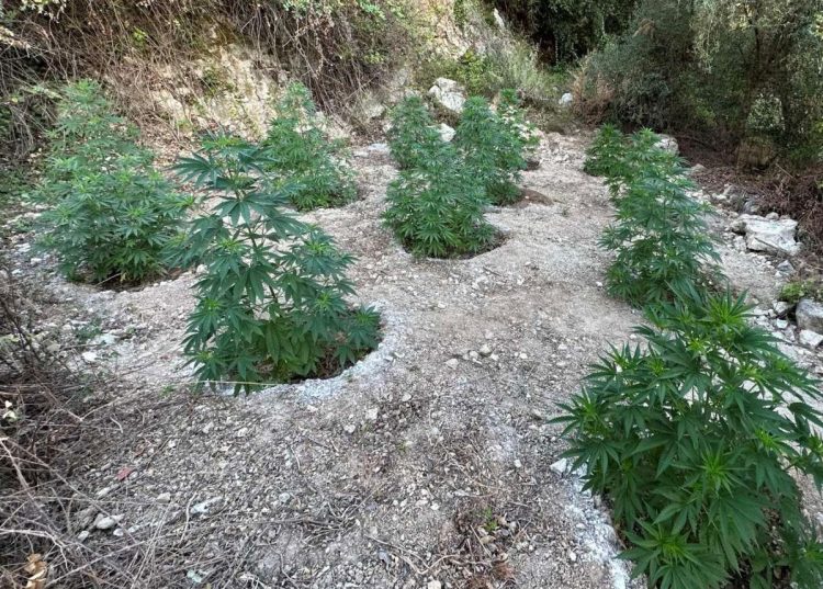 Κρήτη: Συλλήψεις για οπλοκατοχή και κάνναβη στο Μυλοπόταμο