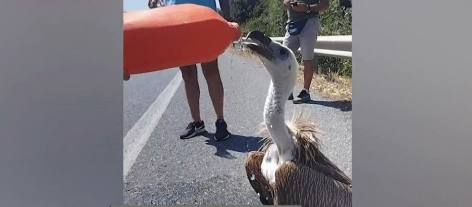 Η ζέστη γκρεμίζει τους γυπαετούς της Κρήτης (vid)