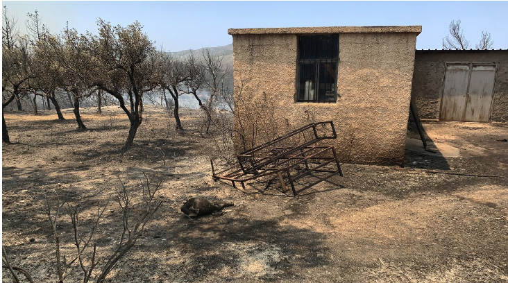 Πυρκαγιές: «Κλείδωσαν» οι αποζημιώσεις του ΕΛΓΑ για τους αγρότες που επλήγησαν από τις πυρκαγιές