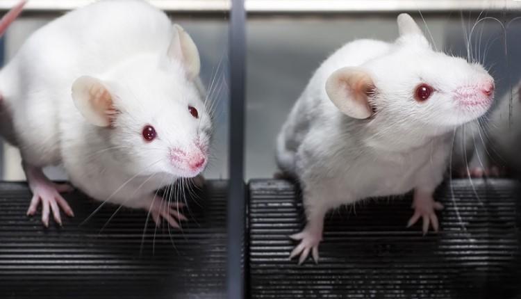 Παράλυτα ποντίκια περπάτησαν ξανά – Επαναστατική επιστημονική θεραπεία