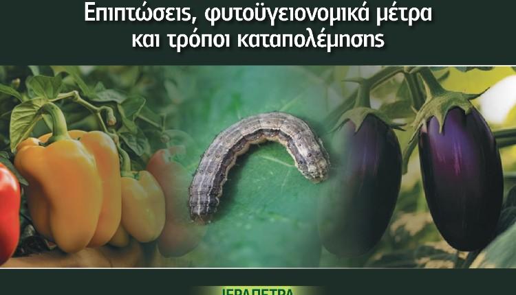 Νέο έντομο απειλεί την Κρήτη και τις παραγωγές - Η Περιφέρεια ενημερώνει