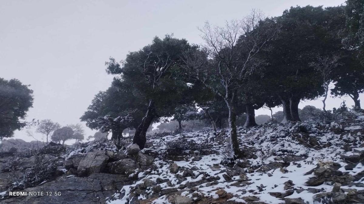 Ηράκλειο: Στα λευκά ντύθηκε το δάσος του Ρούβα - Μαγευτικές εικόνες 11 Ηράκλειο: Στα λευκά ντύθηκε το δάσος του Ρούβα - Μαγευτικές εικόνες