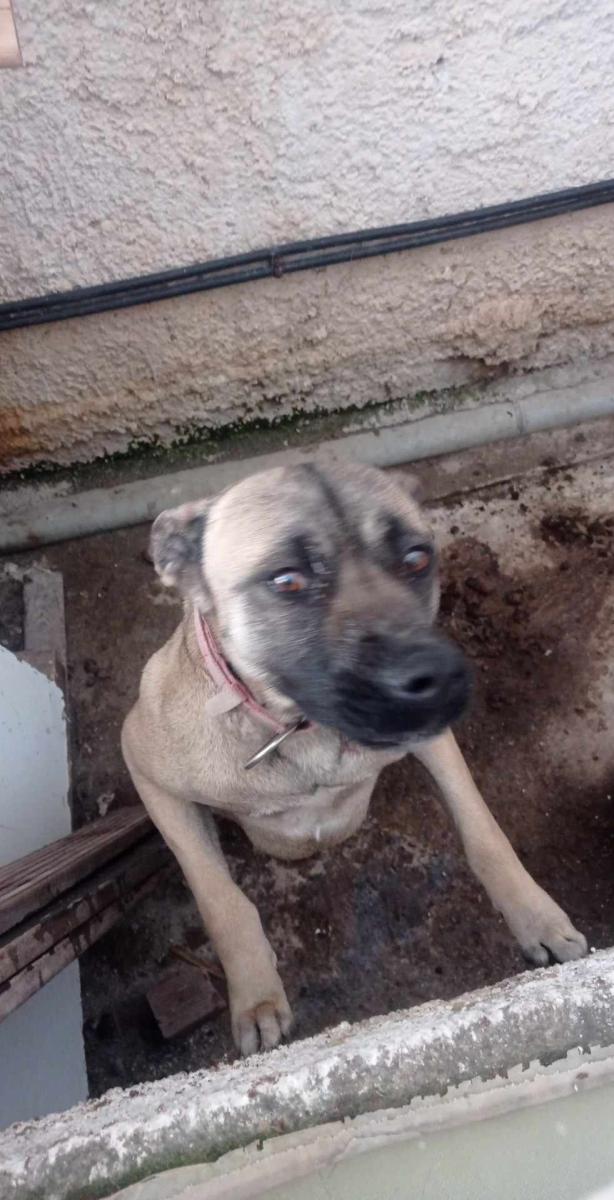 Κρήτη: Παράπλευρες απώλειες μετά τον θάνατο του 47χρονου από φωτιά - Βρέθηκαν νεκρά και τα σκυλάκια του (pics)