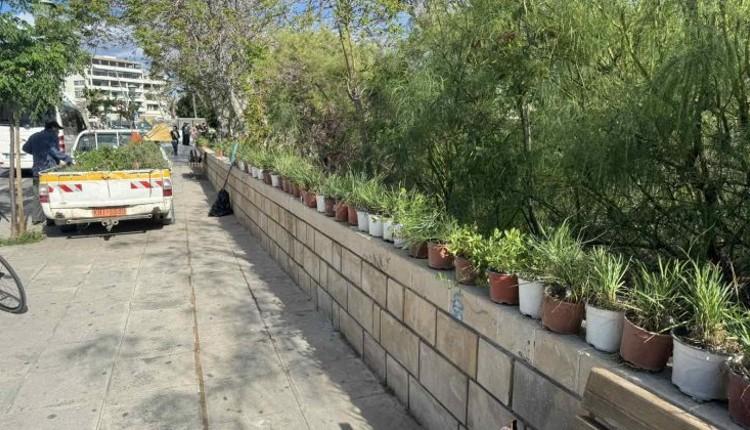 Ηράκλειο: Αναβαθμίστηκε με 300 νέα φυτά το κέντρο της πόλης - Δείτε εικόνες