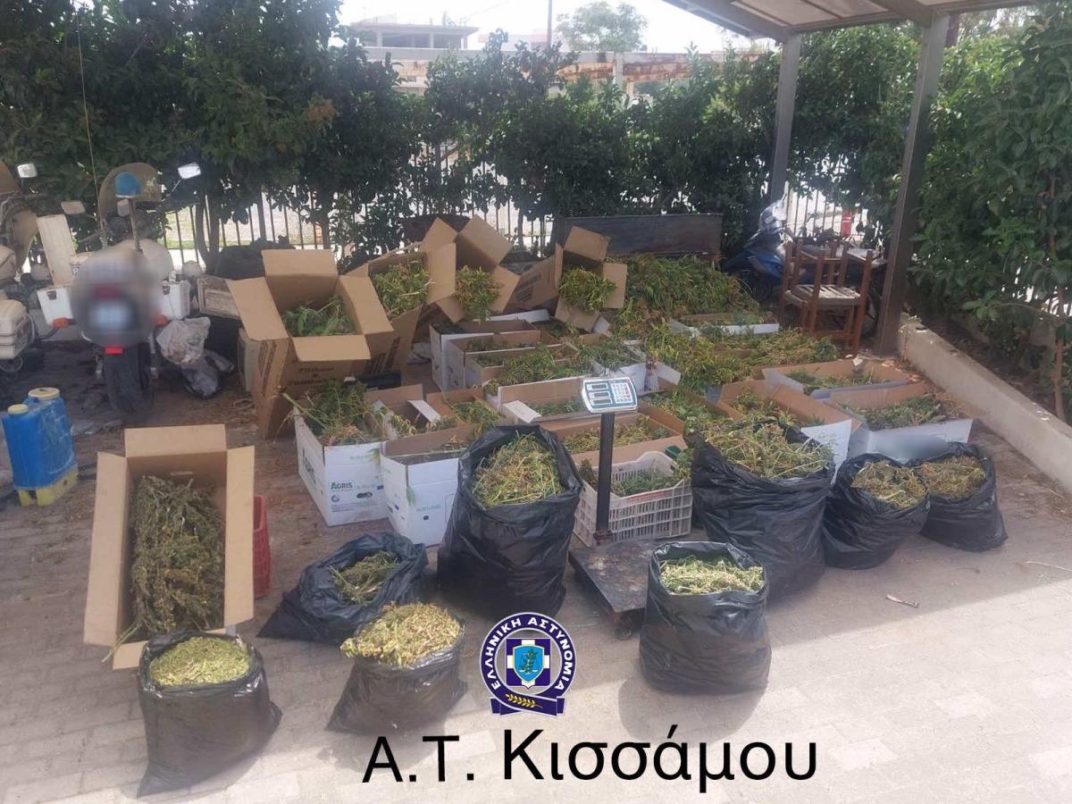 Χασισοφυτεία με πάνω από 1.000 δενδρύλλια κάνναβης εντοπίστηκε στην Κρήτη! - Δείτε εικόνες
